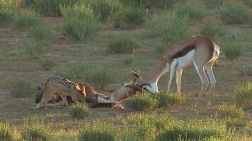 Jackal scavenging on a Springbok, while his rival chews on grass