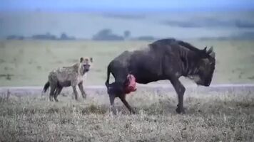 Hyenas in action
