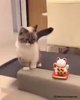 The cutest video of a cat you will ever see in your life