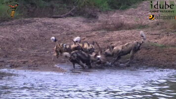 African wild dogs rip apart Impala in 15 seconds