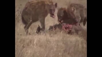 Hyena trio eats through the rib cage of a live wildebeest