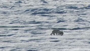 A Polar Bear's cub's final moments on Earth
