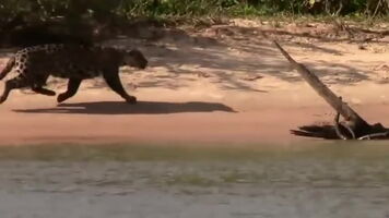 When Jaguars attack