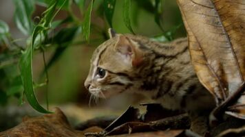 World's smallest cat